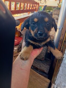 Predám 8-týždnové šteniatka 1 za 20€ - 5