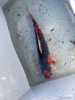 Japonské Koi kapre - 5