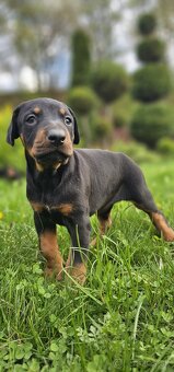Doberman - 5