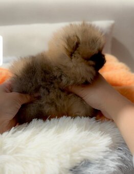 Pomeranian mini - 5