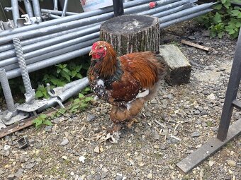 Predám kohútov Brahmanky porcelánovej - 5