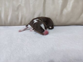 Austrálsky ovčiak - 5