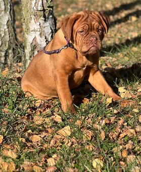 Dogue de Bordeaux s PP holčička Bordeauxská doga - 5