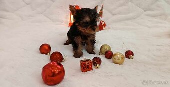 yorkshire  terrier mini - 5