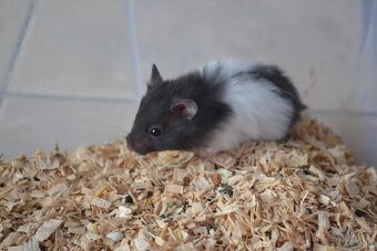 Škrečok sýrsky - 5