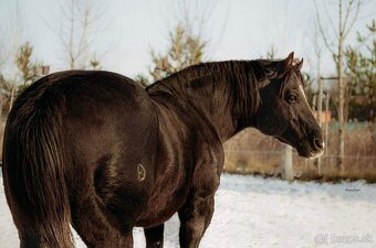 Quarter Horse 1,5 ročná kobylka - 5