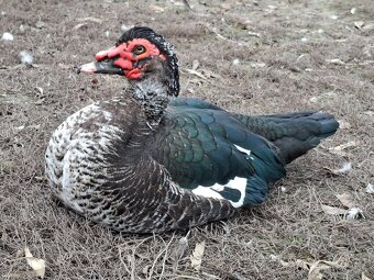 Pižmové kačice - 5