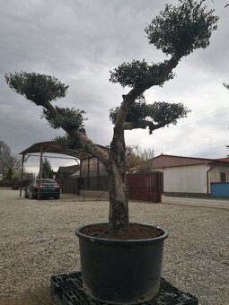 Olivovnik bonsai - 5