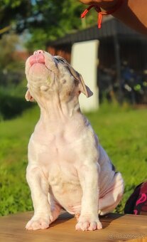American Bully XL - 5