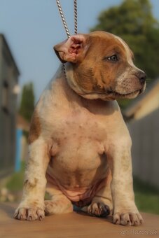 American Bully XL - 5