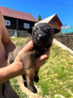 Belgicky ovčiak malinois - 5