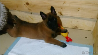 Belgický ovčák malinois bez PP - 5