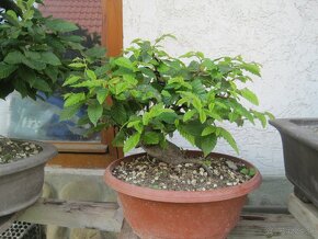 bonsai,bonsaj-hrab 14 - 5