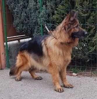 Nemecký ovčiak šteniatka na predaj - 5
