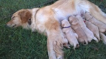 Zlatý retriever šteniatka - 5
