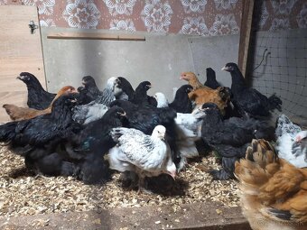 brahma, brahmanka,brahmanky, brahmanka velka - 5