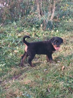 Rottwailer, rottweiler, rtw, rotvajler - 5