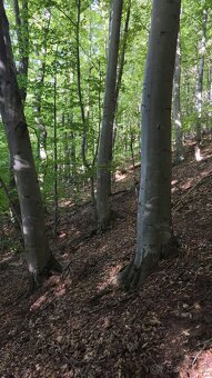 Les na predaj Bodovce - 5