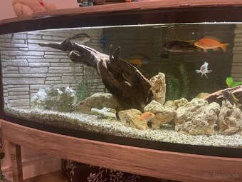 Veľké rohové akvárium - 5