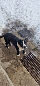 Darujem šteniatka - 5