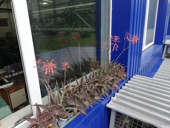 Kaktus ,Aloe - 5