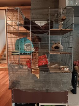 Osmak degu - 5