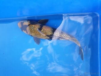 Koi kapre - 5