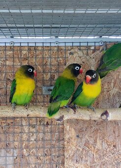 Predám ml agapornisy - 5