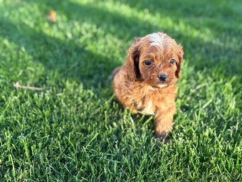 Cavapoo - 5