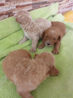 Maltipoo - 5