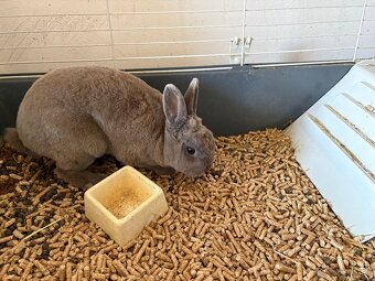 Klietka pre králika - 5