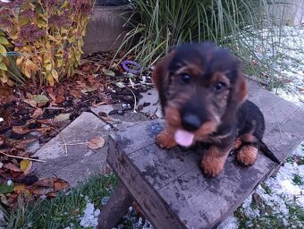 Jazvečík Hrubosrstý - 5