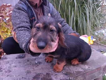 Jazvečík Hrubosrstý - 5