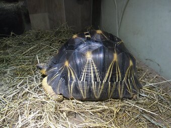 korytnačka lúčová - 5