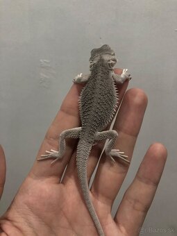 Hypo zero, Agama bradatá - 5