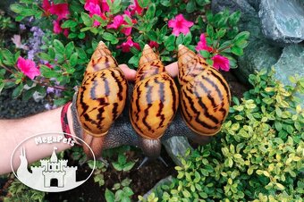 Africké slimáky Achatina achatina standard / Achatina Snails - 5