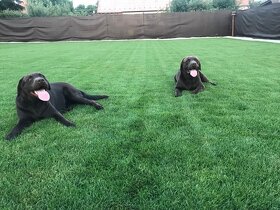 Labrador na krytie - 5