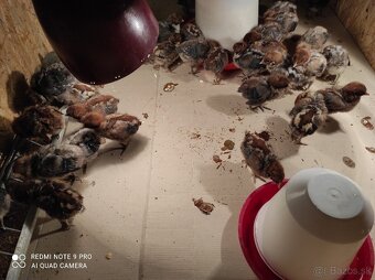 Nasadové vajíčka - 5