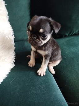 Mops - 5