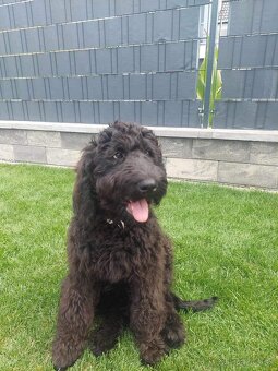 Labradoodle F1B - 5