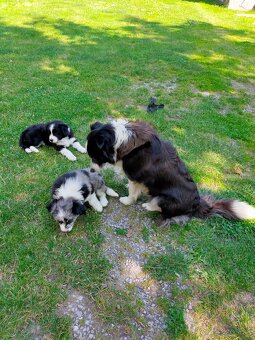 Steniatka Border Collie ( kolia ) k odberu - 5
