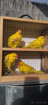 Kakariky - 5