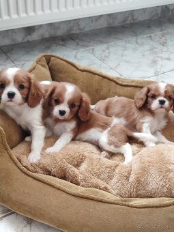 Cavalier cavalier king charles spaniel - 5