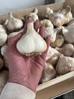 Uhorky nakladačky,cesnak domáci ,cvikla na zaváranie,cibuľa - 5