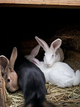 domáce králiky na predaj - 5