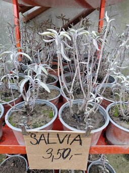 Josty, červené a čierne ribezle, maliny, šalvia - 5