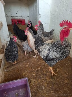 Násadove vajíčka- Gazdovský mix - 5