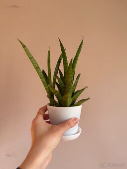 Sansevieria svokrine jazyky - 5