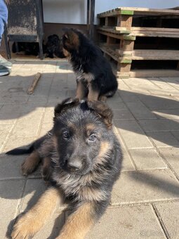 Nemecky ovčiak. - 5