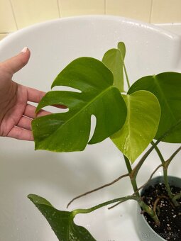 Monstera albo - 5